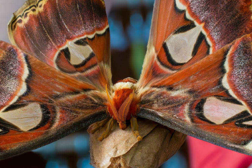 Saturniidae - Attacus atlas